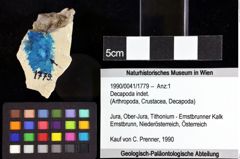 Foto (Objket + Etiketten) von Cracensigillatus acutirostris (Moericke, 1889) 
